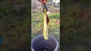 বেগুন পোড়া 😋 | Bengali Baingan Bharta#cooking #viral #shortsfeed