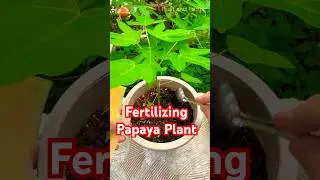 Fertilizing Papaya Plant with Fruit Waste Compost #fertilizing