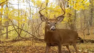 Rut behavior Bucks Grunting and chasing does