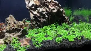 Fluval FLex : 9 Gallon Nano Planted Tank