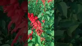 Salvia Red Flower