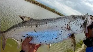 Esse peixe camurupin n&atilde;o tem jeito &eacute; muito bruto levou a isca artificial 😭