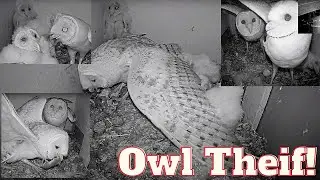 Crazy Owl Thief: Barn Owl Fledgling Steals Half Nestlings' Meal - Intense Showdown W/ Parents.