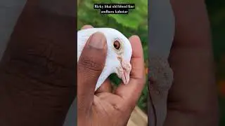 champion andhra kabutar, Ricky bhai #pigeon #andhrakabutar #shorts