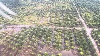 Palm oil plantations seen from above