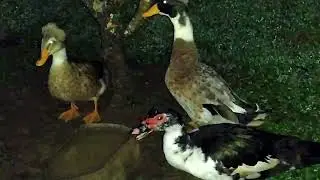 Patos y Carracos disfrutando una noche de luna. 10:pm Costa Rica...