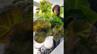 Fresh winter lettuce from the #indoorfarm #indoorfarming #farmlife #farmharvest #farmerlife
