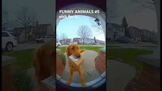 FUNNY ANIMALS | wait&hellip; WHAT?!#funny #humor #viral #doorbellcam #dog #delivery