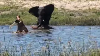 elephant attack hippo in the waterhole to get off their territory video 