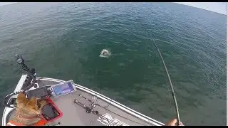 Lake Simcoe SMALLMOUTH BASS-Sightfishing with PANOPTIX