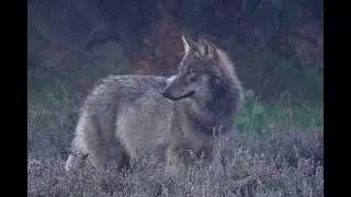 Wolf Canis lupus
