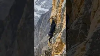 Markhor: 5-Foot Spiral Horns & 7-Foot Jump! | Rarest Mountain Goat Explained#ytshorts