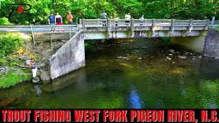 Trout Fishing North Carolina's West Fork Pigeon River