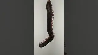 millipede's segmented body and the movements of legs.