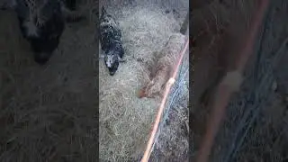 Like And Subscribe Hanging out with the homies #shenanigans #cow #goat #pets #farming #homestead