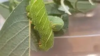 Chubby healthy poplar caterpillers ( Laothoe populi ) 20240714 115543