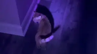 Pet Urine Detector
