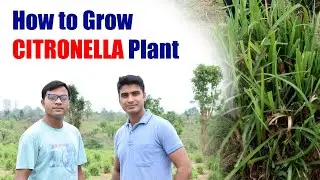 Citronella - How it  is grown | How to Grow Citronella Plant | Mosquito Repellant | Essence & Vlog