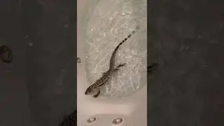 Tegu Bath Time