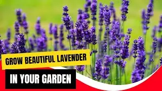How to Successfully Grow Lavender in Your Home Garden (Expert Tricks)