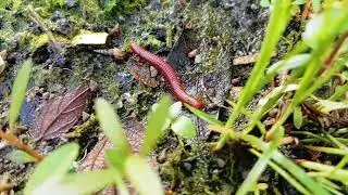 Tiny Legs, Big Life: A Millipede's Green Odyssey