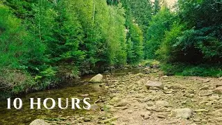 Flowing Forest Stream with Soft Birdsong | Calming Daytime Ambience for Work & Focus