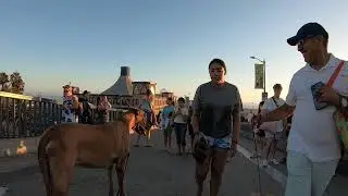 Cash 2.0 Great Dane meeting new people in Santa Monica 67
