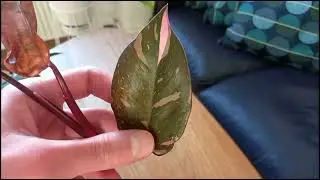 Philodendron Pink Princess Marble - Plant with good Variegation - A Rare Plant 2022 ? Plant Tour 🌿🌿🌿