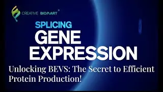 Unlocking BEVS: The Secret to Efficient Protein Production!