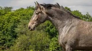 Oante - 3YO piro free Lusitano Mare out of Almirante (SPA) * Fascinante by Vivo II
