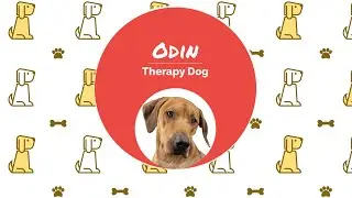 A Day in the Life of a Pet Therapy Dog