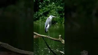 Feathered Orchestra | Quick Bird Song Compilation #birdsounds #naturesounds #chirpingbirds #wildlife