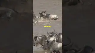 Blue Wildebeest: Quick Facts You Need to Know!
