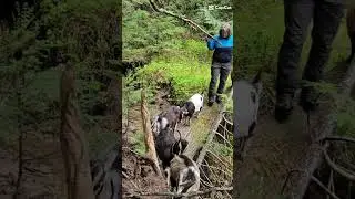 picking mushrooms with goats#idaho #mountains #packgoats #nature #mushrooms  goats