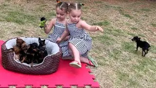 PILILIU ATACA NOVAMENTE | PINSCHER FILHOTES