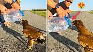 Animals That Asked People for Help & Kindness ! Animsera