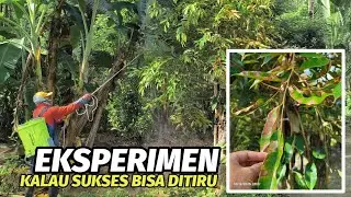 Pohon Durian Mengalami Kekeringan: Penyemprotan untuk Mengatasi Masalah.