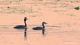 Большая поганка (Podiceps cristatus)