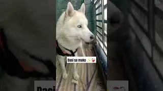 Dasi sa maku ✨❤️&zwj;🩹 #dog #maxu #dasi