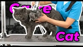 Essential Grooming Tips for Cats with Matted Fur: Keeping Them Healthy & Happy