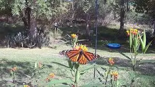 Honey, butterflies, birds TC015 (322)