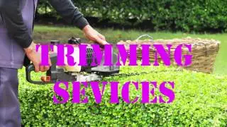 Tree Services in Sacramento | Moreno's Tree Services