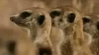 MEERKAT MANOR - Season One Moments
