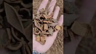 Guangxi BaiXiangHui Spices company cassia cinnamon and star Anise Processing factory