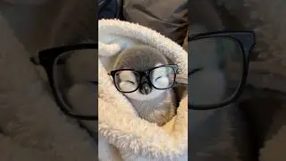 This nerdy penguin just stole my whole heart 🥺🐧👓  #penguinlife #penguinlove #cute #penguin #funny