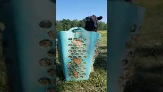 DIY slow feeder for horse hay #amessymiracle