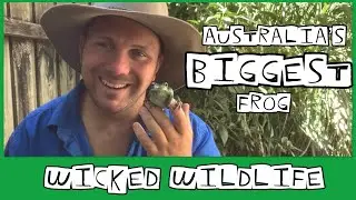 White Lipped Tree Frog