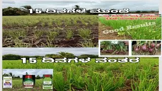 USING MI SPRAY PLUS GROW MAGIC ADVANCE  AND MI PROUD TO ONION CROP