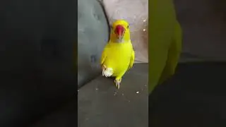 Birds are so smart part 220 #birdsplaying #funny #parrot