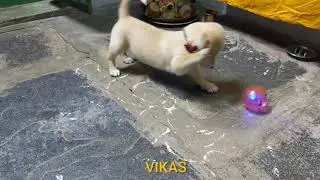 WhatsApp status cute dog playing || Free download WhatsApp status